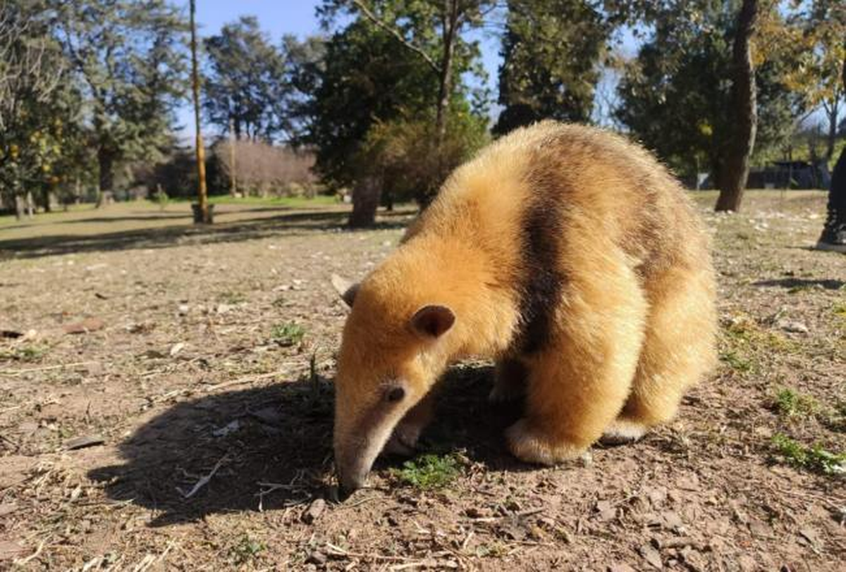Burruyacú: un oso melero fue rescatado de una vivienda