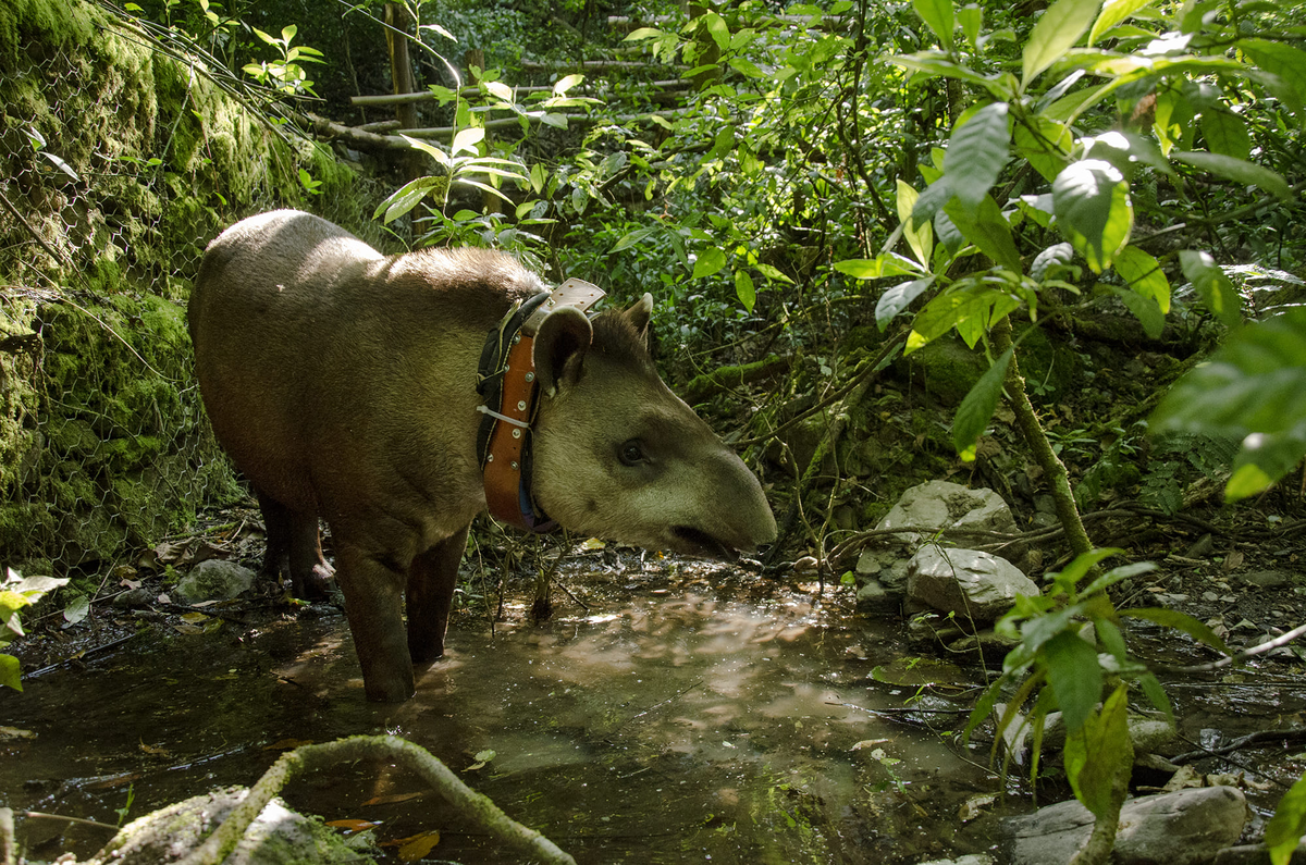 Horco Molle: la UNT realizó la presuelta de un tapir hembra