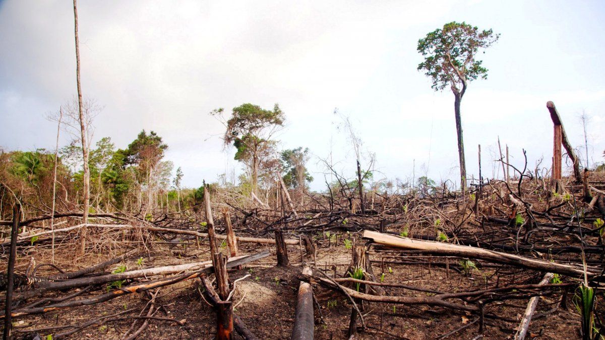 Deforestación Se Perdieron Más De 80 Mil Hectáreas En El Norte Del País En 2019 5984