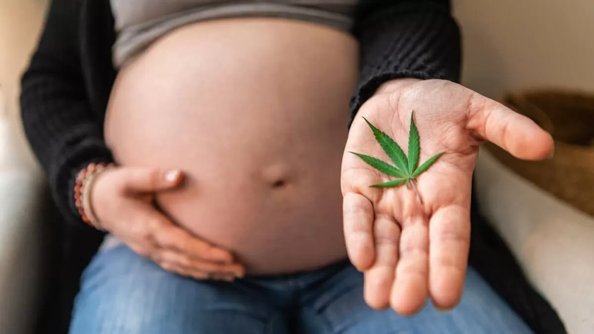 La marihuana durante el embarazo y la lactancia está contraindicada