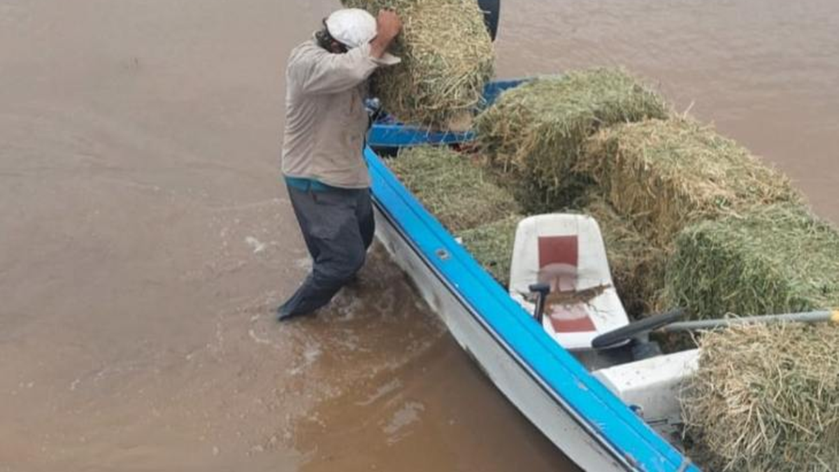 El Gobierno intensifica el rescate y la asistencia de animales