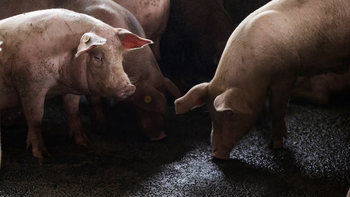 Carne porcina en nuestra provincia: 