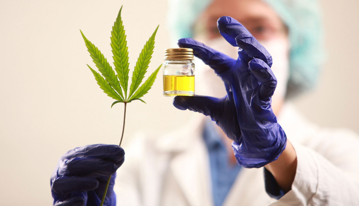 Salud creó productos medicinales a base de Cannabis.