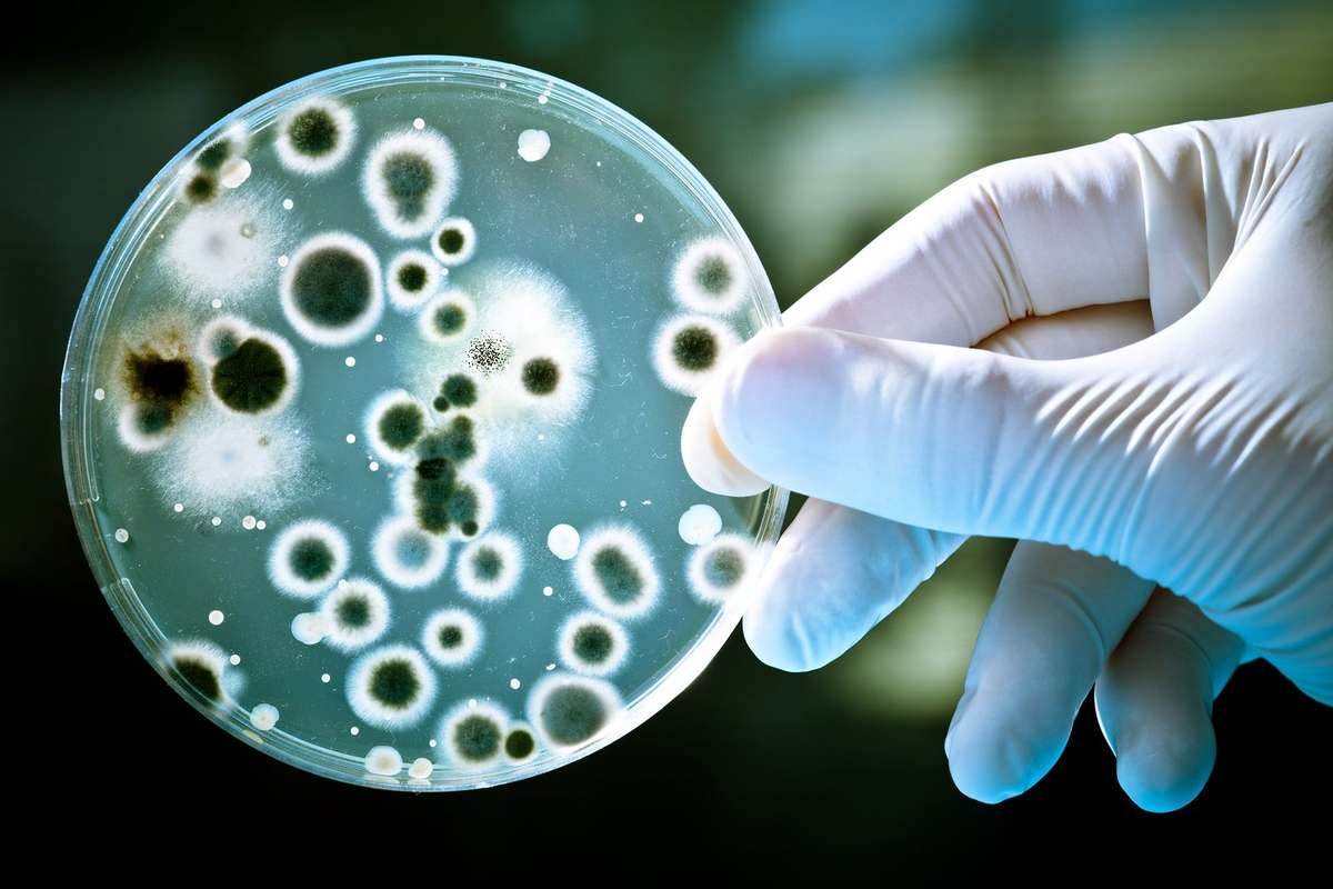 Investigan cómo combatir bacterias multiresistentes