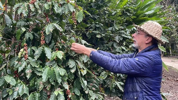 Crece el interés por el café tucumano, aunque aún está en etapa experimental