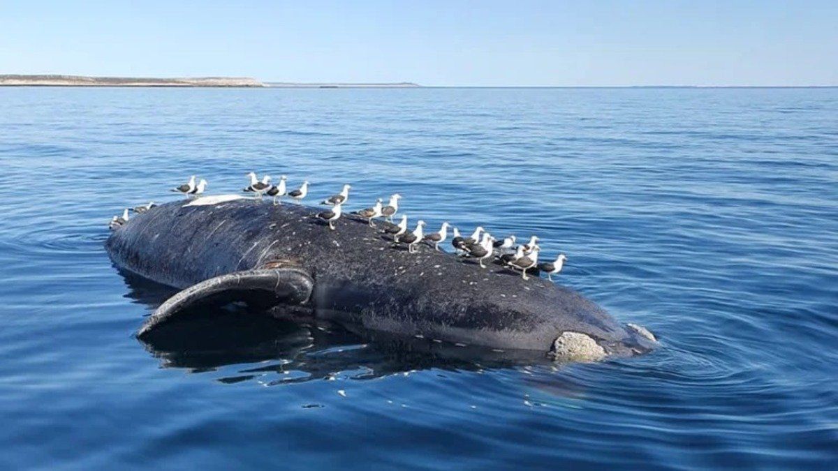 Chubut: se determinó la razón de muerte de las 30 ballenas