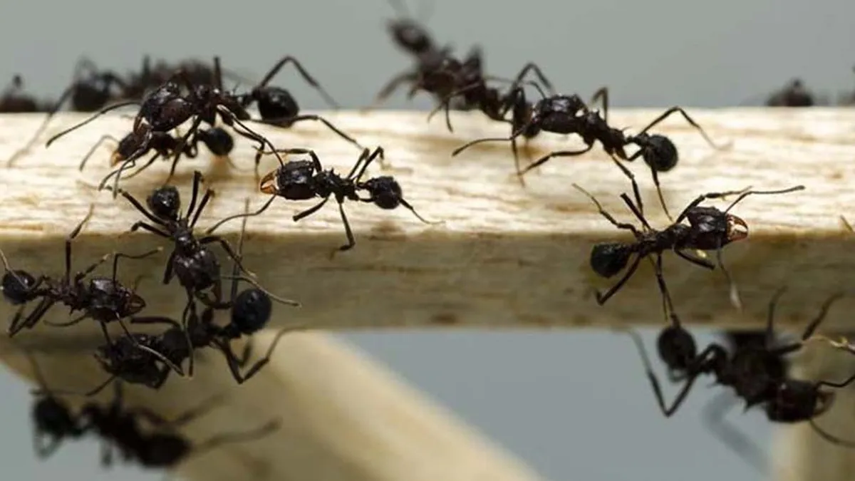 ¿El comportamiento de las hormigas puede predecir el tiempo?