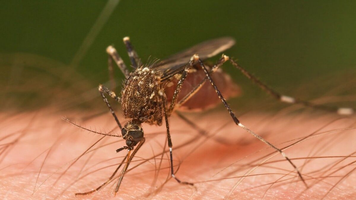 Salud confirmó que hay tres casos de Dengue en la provincia