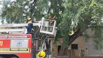 Defensa Civil poda un árbol con riesgo de caída
