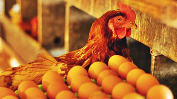 Gripe aviar: advierten por el impacto en la producción y piden avanzar con la vacunación
