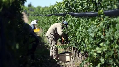Plan Intercosecha: la extensión se pagará desde el 25 de abril