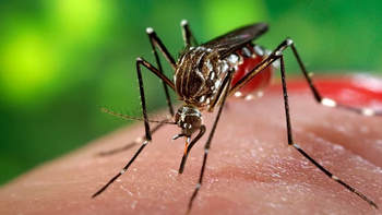 Chikungunya: ¿Qué síntomas tiene y cómo puede prevenirse?