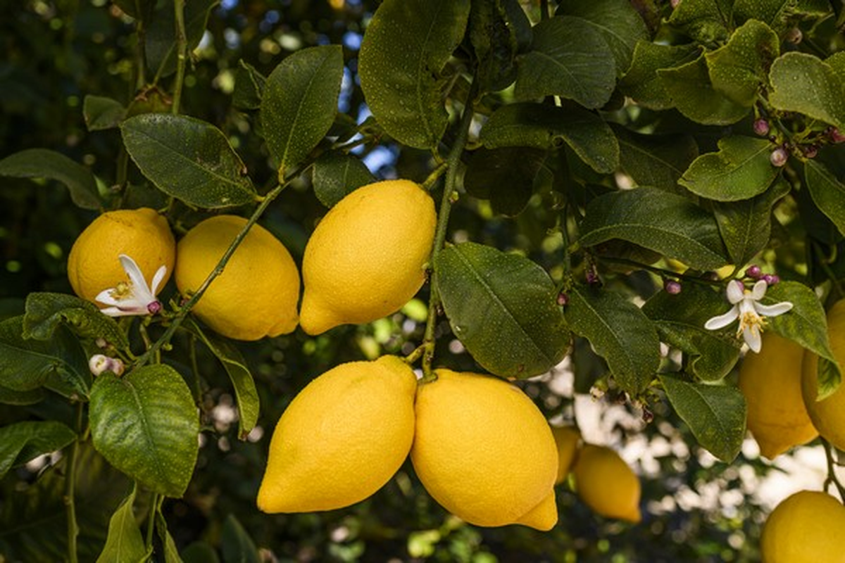 La actividad del citrus viene arrastrando una crisis que pone en jaque a los productores.&nbsp;