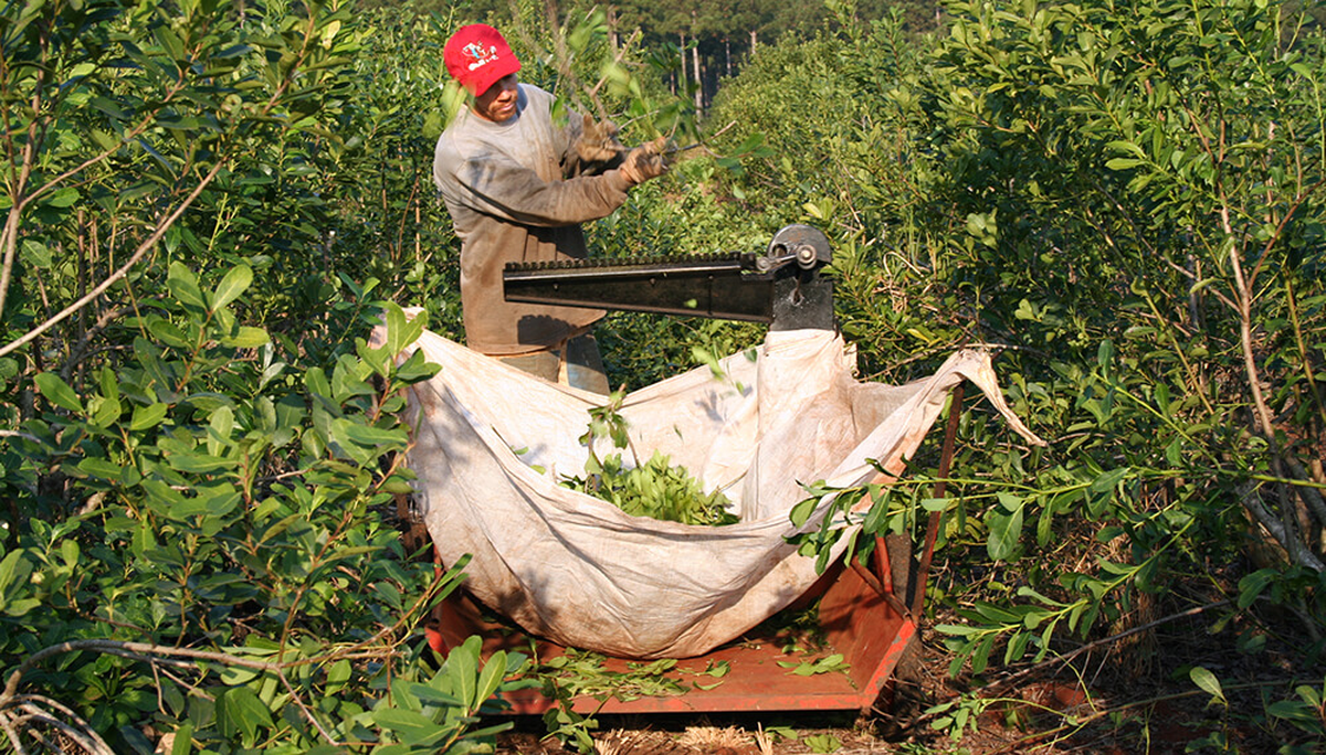 Se extiende un paro de productores y podría haber faltantes de yerba en poco tiempo