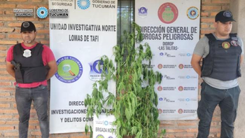 El Cadillal: incautaron 16 plantas de marihuana en un allanamiento