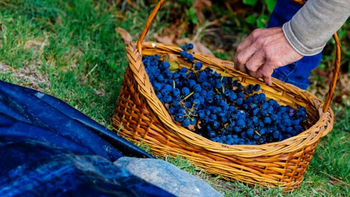 La bodega tucumana Luna de Cuarzo subió al podio internacional