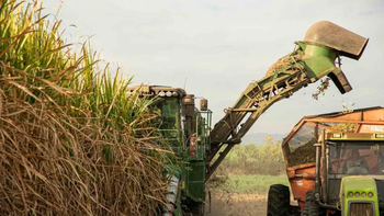 La exportación de azúcar de Tucumán superó las 515 mil toneladas