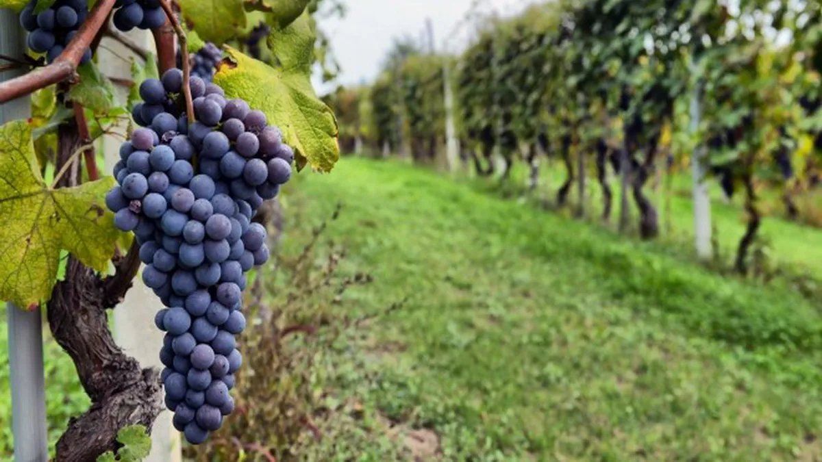 Productores vitivinícolas familiares serán asistidos económicamente
