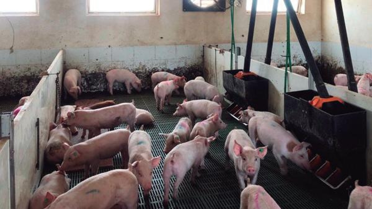 En el campo advierten que hoy no es negocio producir carne de cerdo. (Foto: Portal Veterinaria)