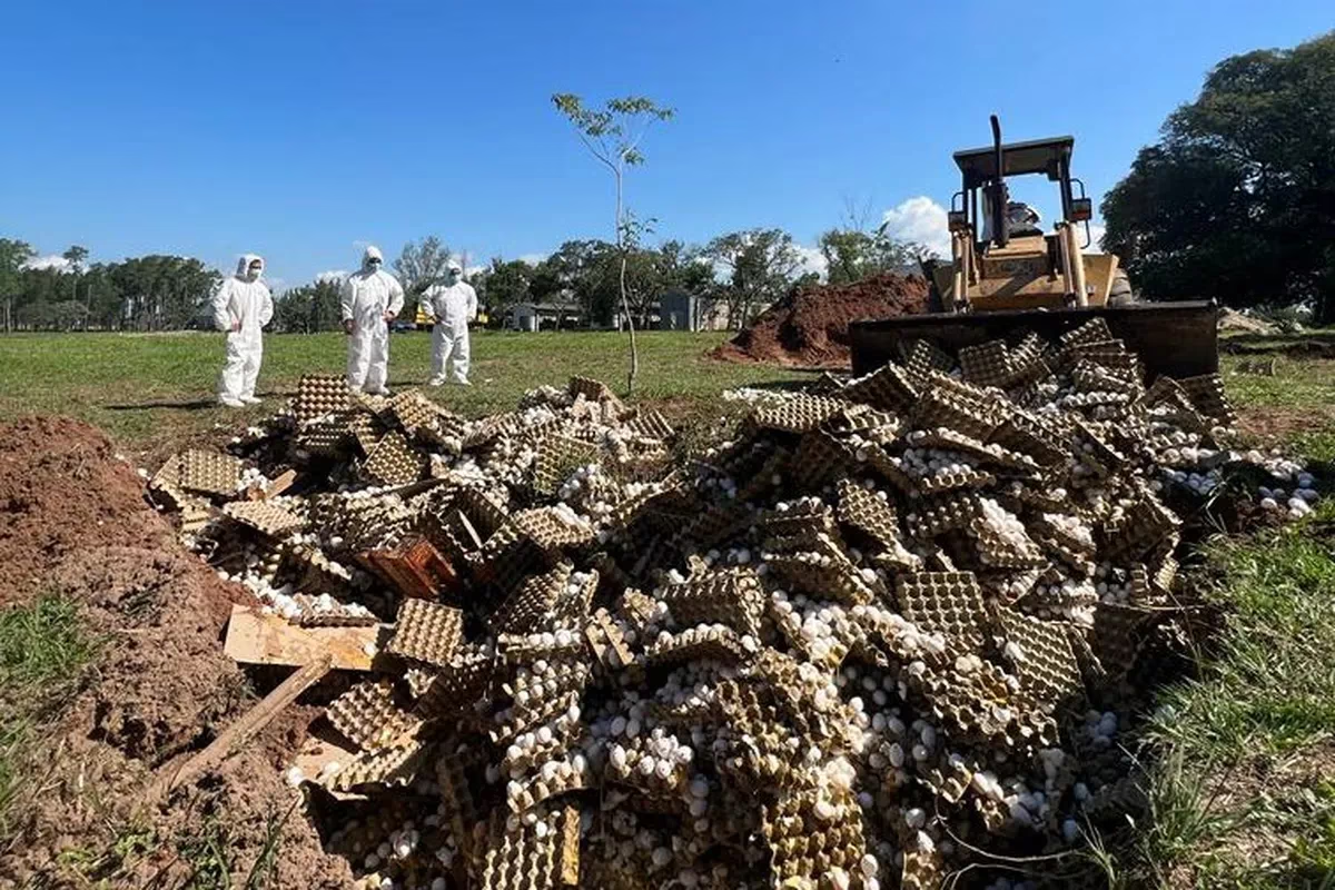 Destruyeron 360.000 huevos en una avícola en Corrientes