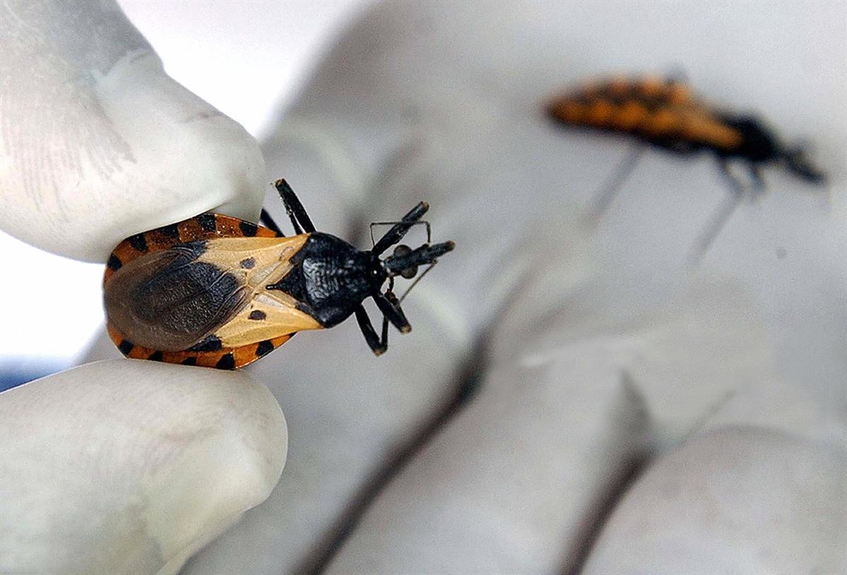 Mal de Chagas: la OMS recomienda hacer dos pruebas