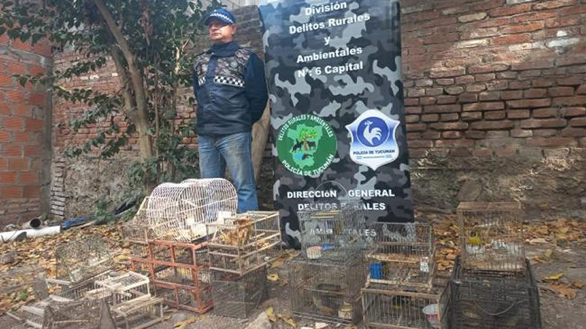 Tras un allanamiento rescatan a 38 aves en cautiverio y dos reptiles