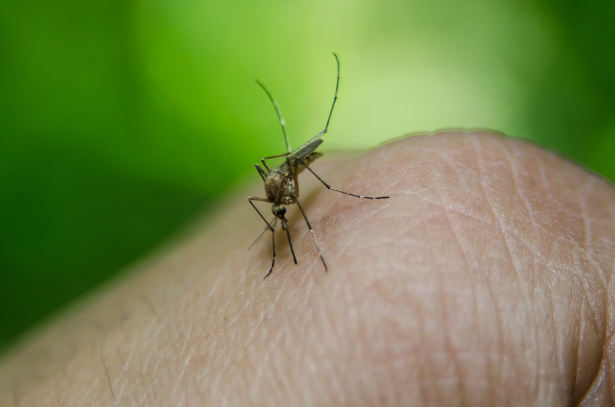 Tres casos de dengue en Tucumán: Preocupan los asintomáticos