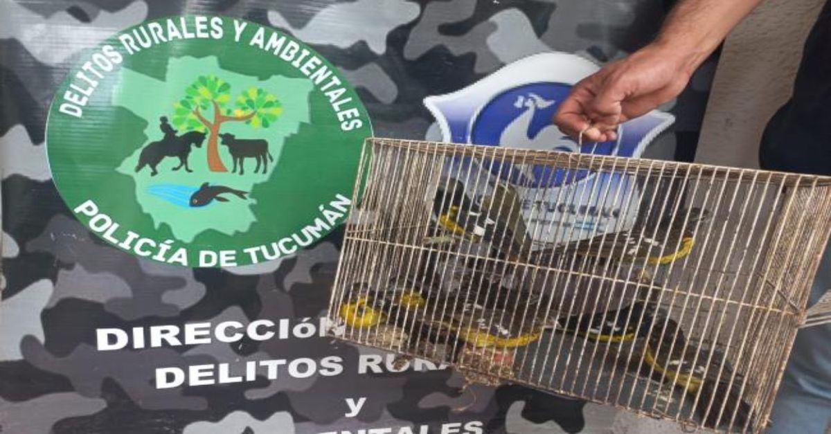 Rescatan aves silvestres que ofrecían a la venta en Facebook