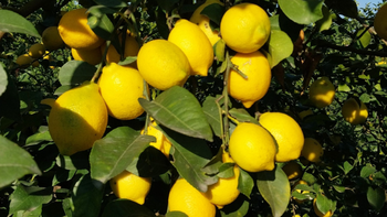 Citrus: Tucumán contiene un  67,14% de la producción total del país