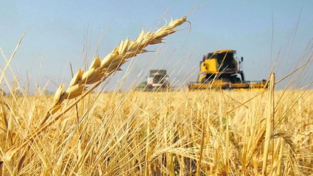 El Gobierno ratificó el fideicomiso del trigo