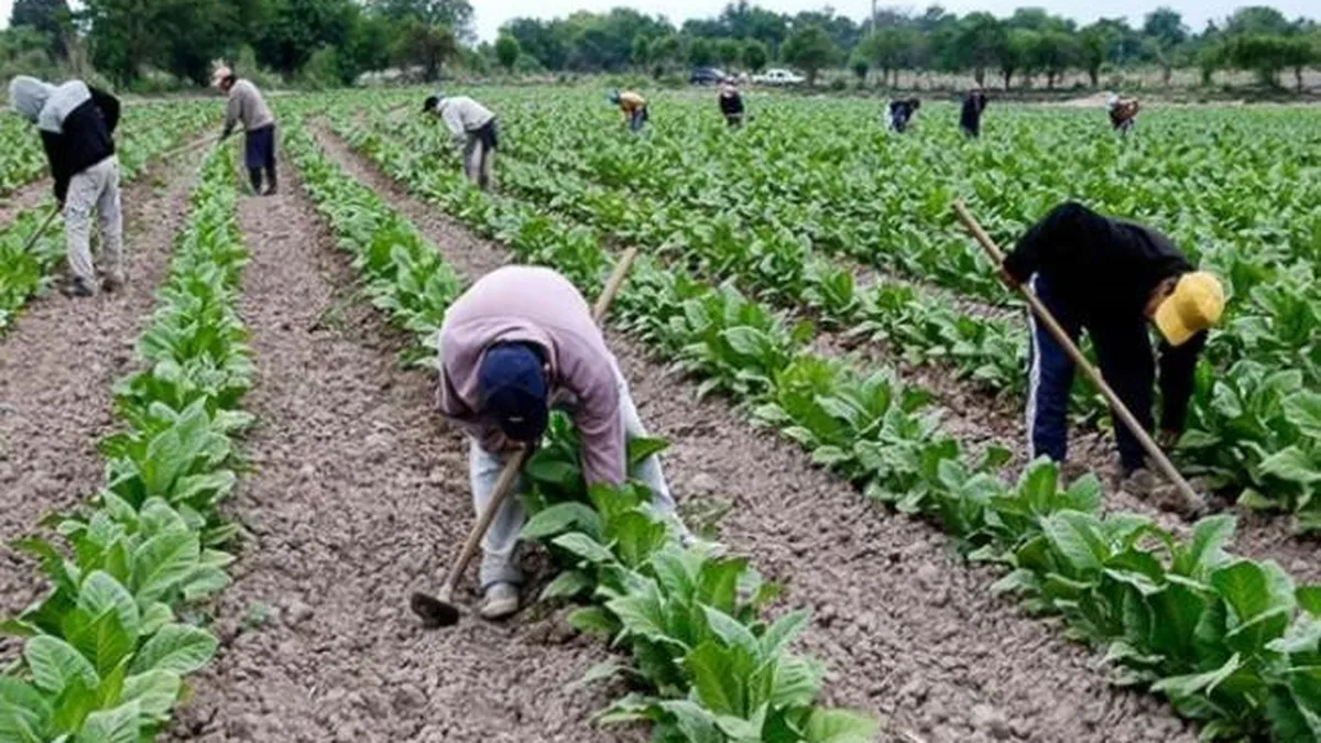Producción de tabaco en Tucumán: Producción de tabaco en Tucumán: