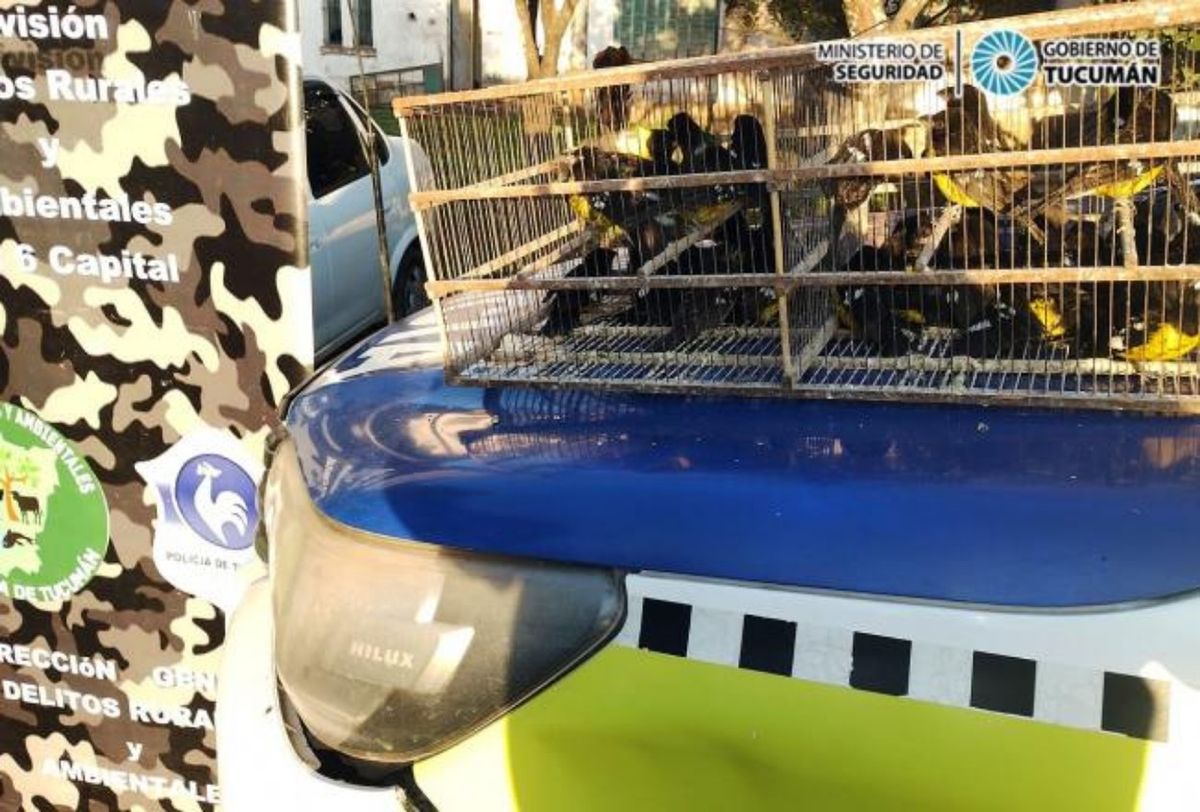 Aves autóctonas fueron rescatadas y liberadas: hay un detenido