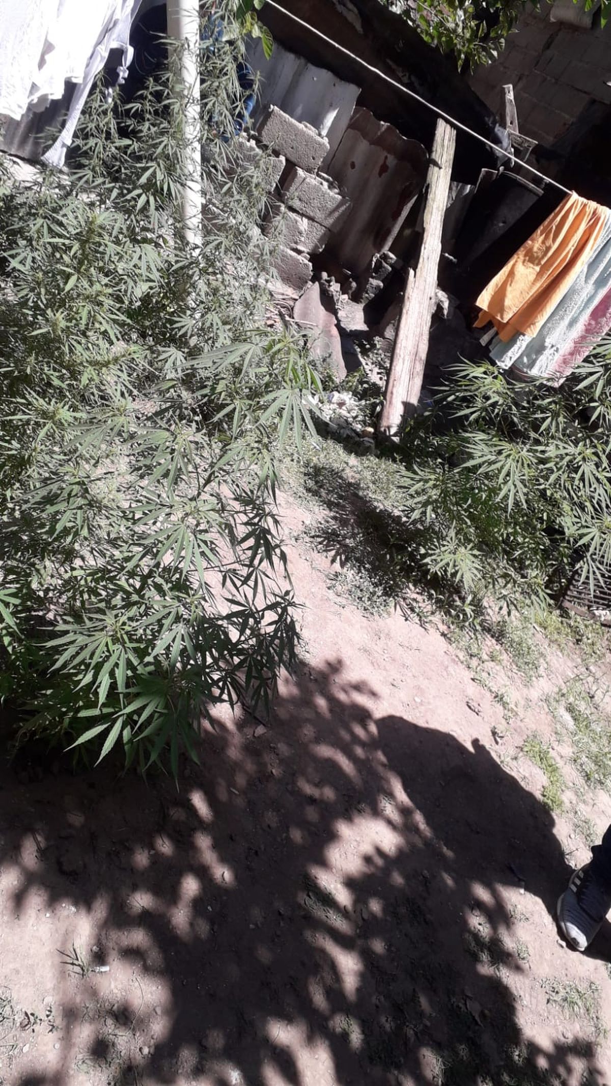 La plantas de marihuana encontradas en el domicilio.