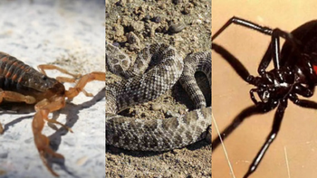 Tras las inundaciones, advierten por la aparición de animales ponzoñosos