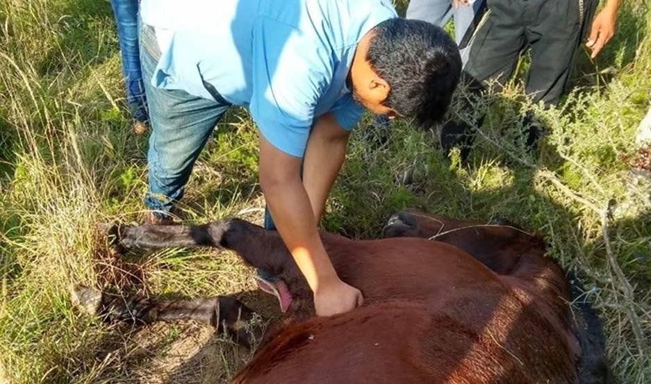 Un caballo murió debido al esfuerzo que le exigieron en la carrera de Sumampa