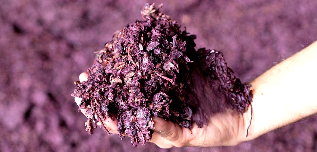 Los desechos de la uva tienen propiedades antioxidantes