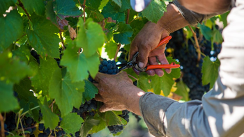 Regulación vitivinícola: ¿Es positiva para la industria?