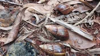 SENASA analiza la posible presencia de caracol gigante africano en Tucumán