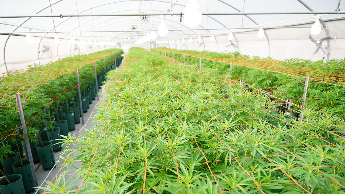 Cannabis: La ANMAT habilitó a la primera planta industrial