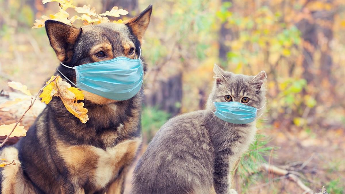 Detectan casos graves en perros y gatos con cepa británica
