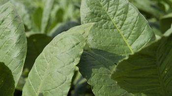 Acreditan más de $1.500 millones por el 70% del tabaco entregado en marzo