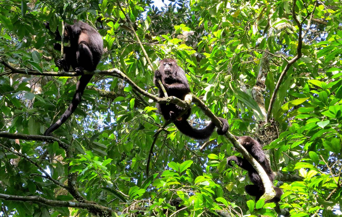 Monos aulladores pueden anticipar enfermedades virales