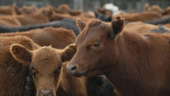 La faena vacuna cae al nivel más bajo en décadas y el consumo de carne sigue en descenso