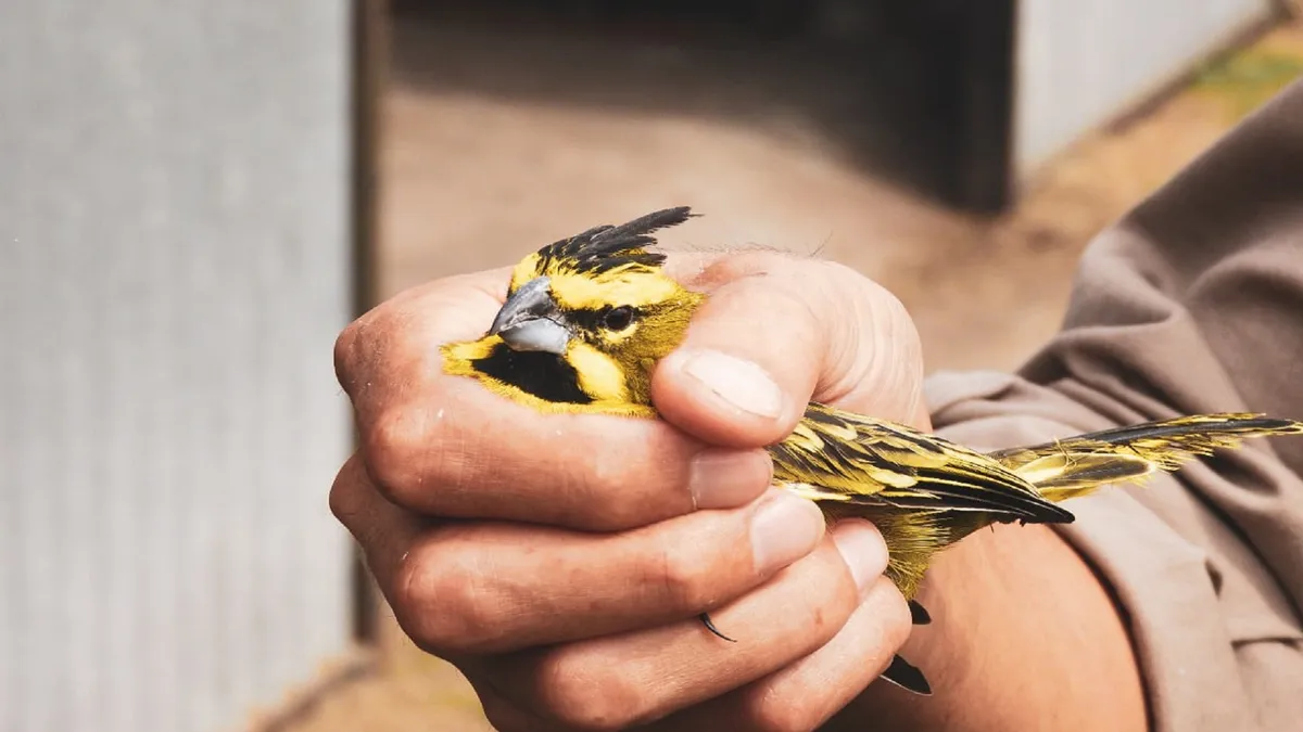 Delitos Rurales y Ambientales rescató tres aves silvestres.