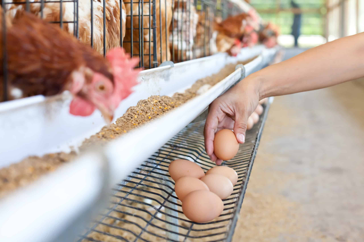 Gripe Aviar: Sigan consumiendo productos avícolas y hagan vida normal