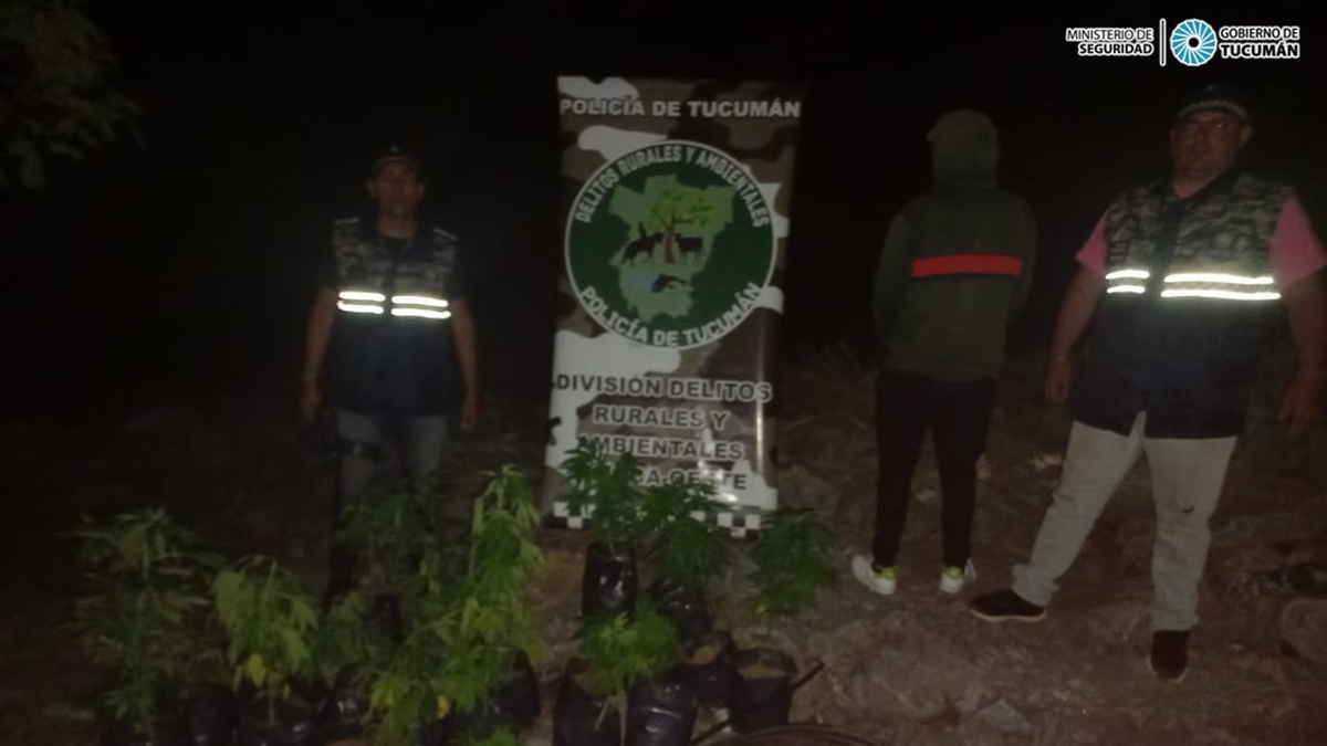 Tafí del Valle: descubren una plantación de marihuana