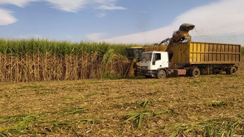 Exportaciones de azúcar crecieron un 43% en el primer bimestre del año