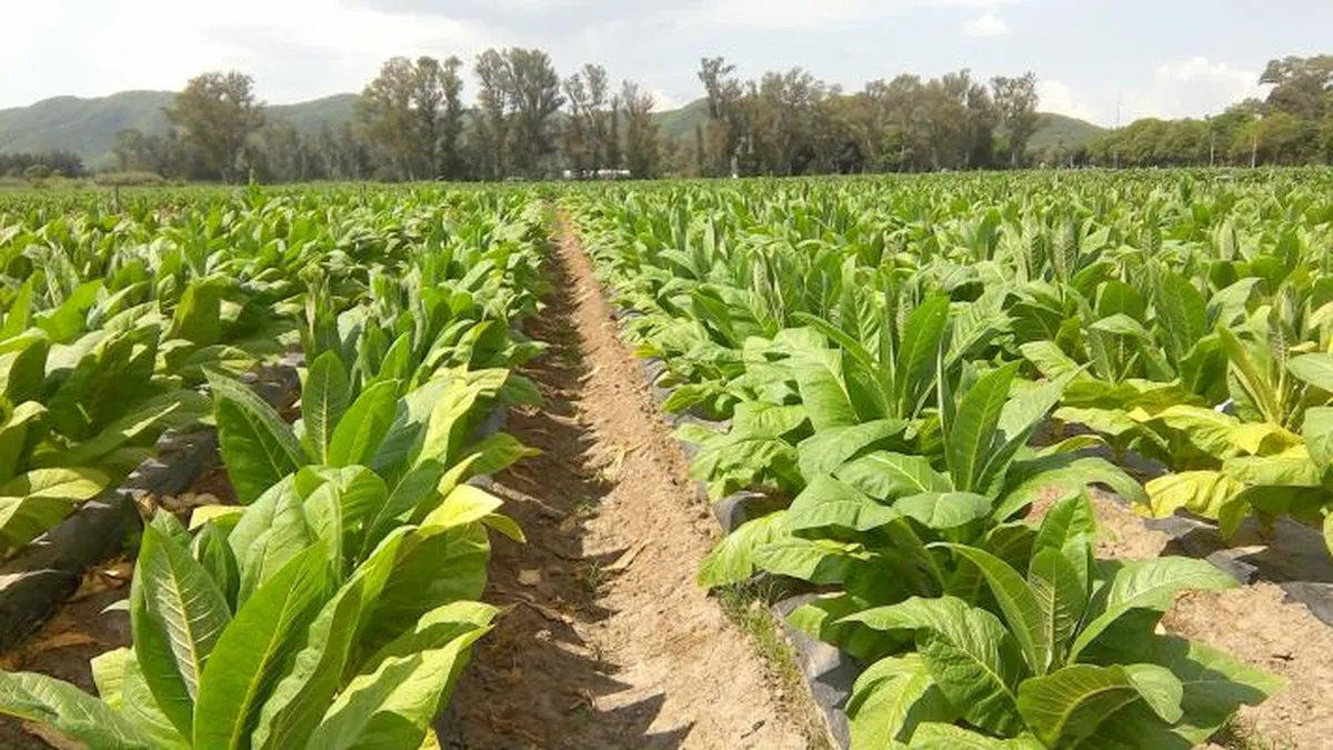 Tabacaleros cobrarán esta semana fondos provenientes del FET. 