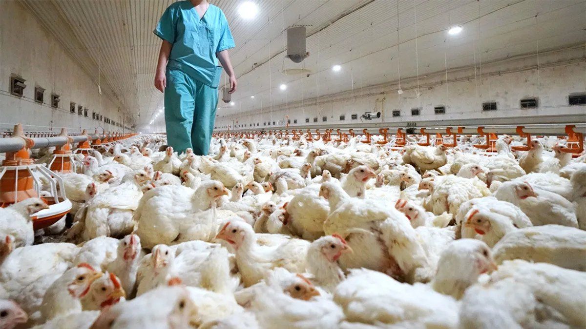 Gripe aviar: confirman cinco casos más en el país