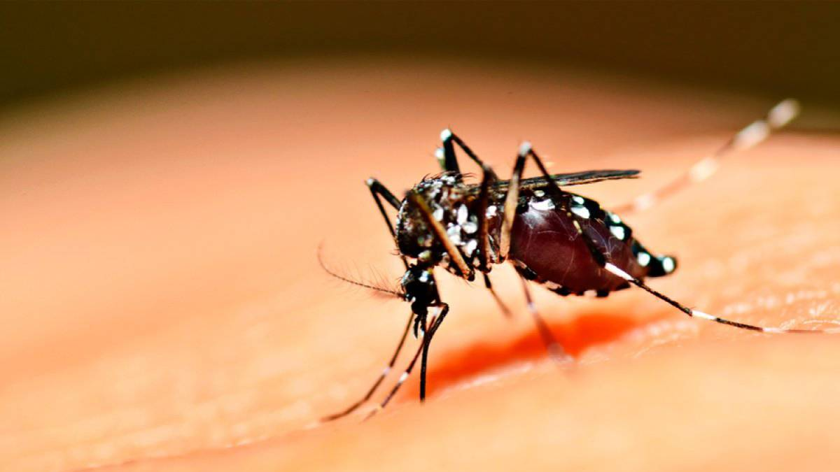 Jujuy acumula 72 casos de dengue en lo que va del año.  Foto: argentina.as.com